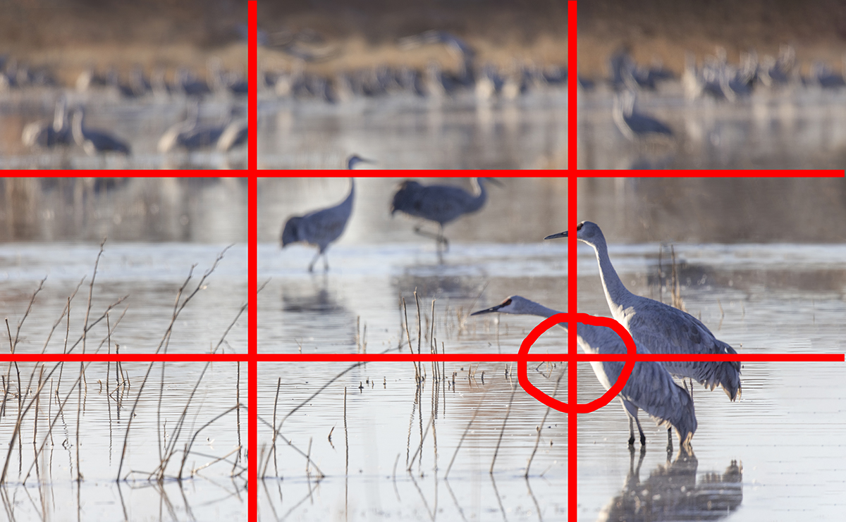 Dois grous posicionados em uma interseção de regra de três no primeiro plano, com outros grous suavemente desfocados no plano de fundo - um excelente exemplo de construção de camadas na fotografia de pássaros para criar profundidade e contar histórias.