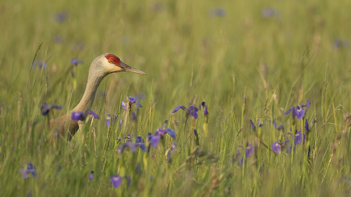 Um Sandhill Crane espreita em um campo exuberante de grama verde e íris roxas florescendo - um exemplo elegante de um pássaro no habitat natural, combinando a narrativa com o contexto ambiental.