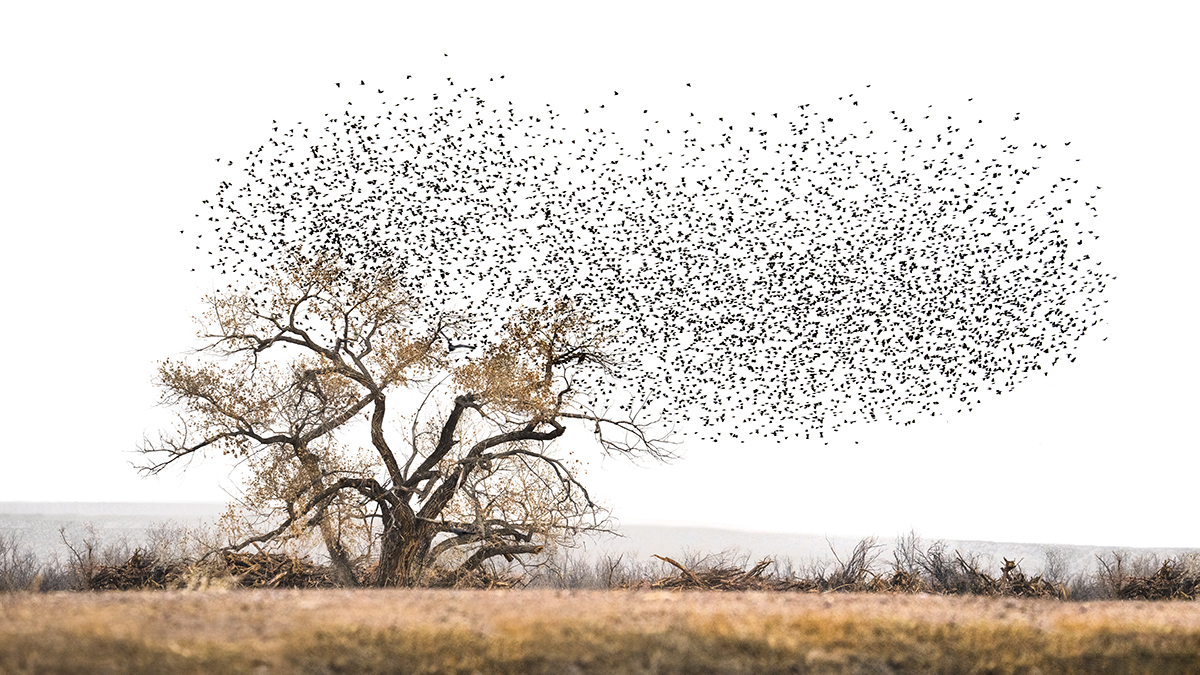 Um enorme bando de pássaros voa de uma árvore nua contra um céu branco e brilhante - um exemplo artístico de imagens de alta definição usadas para enfatizar o contraste e a forma, alinhando-se com as dicas de fotografia de pássaros para criar composições mínimas, porém poderosas.