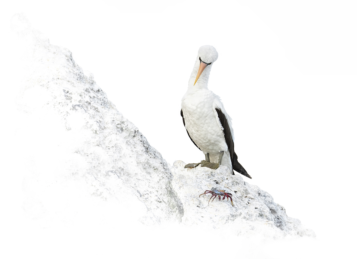 Uma ave marinha branca empoleirada em um afloramento rochoso brilhante ao lado de um pequeno caranguejo - um excelente exemplo de fotografia high key usada para isolar o tema com iluminação suave e distrações mínimas, alinhando-se com as dicas de fotografia de pássaros para criar composições limpas e etéreas.