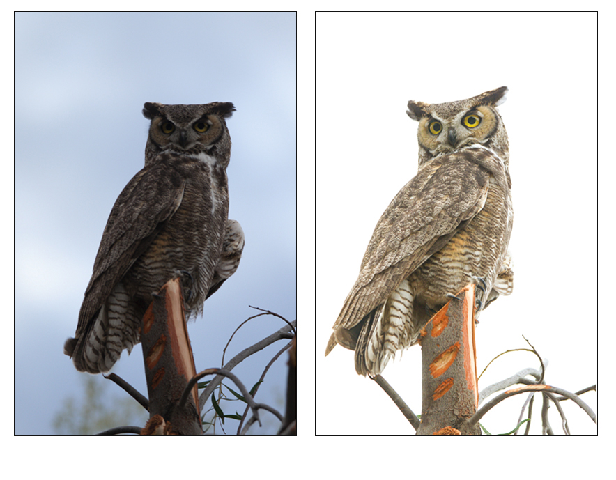 Comparação lado a lado de uma coruja empoleirada em um galho - uma imagem com um céu escuro e sombrio e a outra com um fundo brilhante e de alta definição - demonstrando dicas de fotografia de pássaros sobre como a iluminação e a exposição afetam o clima e os detalhes em retratos de vida selvagem.