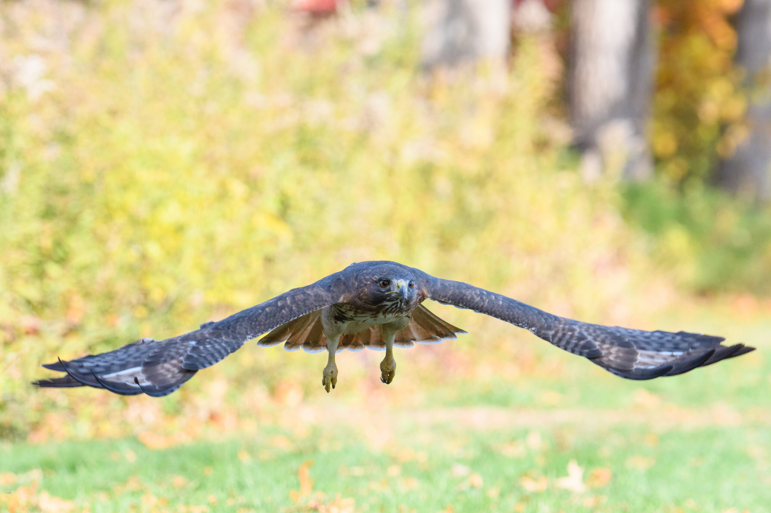 <p>Distancia focal : 280mm Exposici&oacute;n : F/6.3 1/2000seg ISO 2200</p>