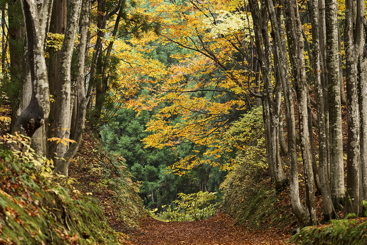 A forest path lined with tall trees and golden autumn leaves, creating a natural tunnel perfect for fall colors photography in a woodland setting.