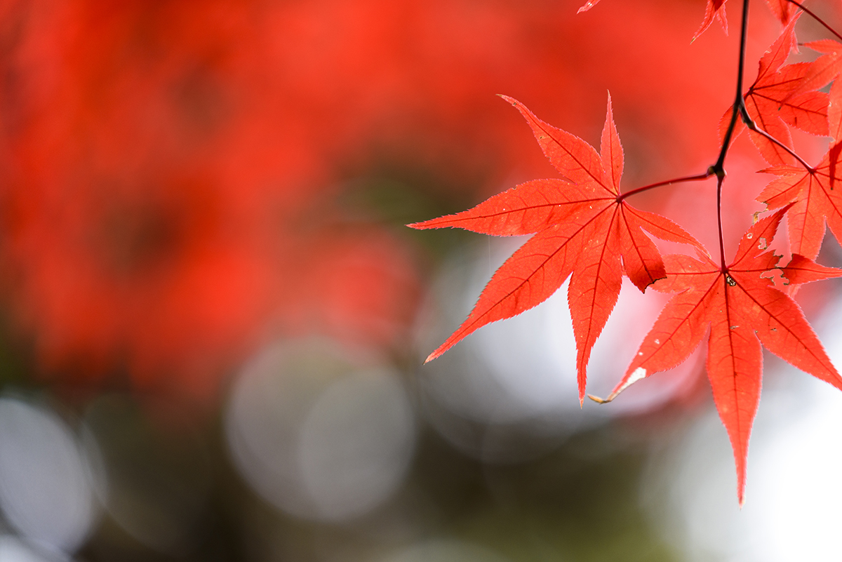 Close-up of vivid red maple leaves with a soft bokeh background, showcasing the detail and color richness ideal for fall colors photography.