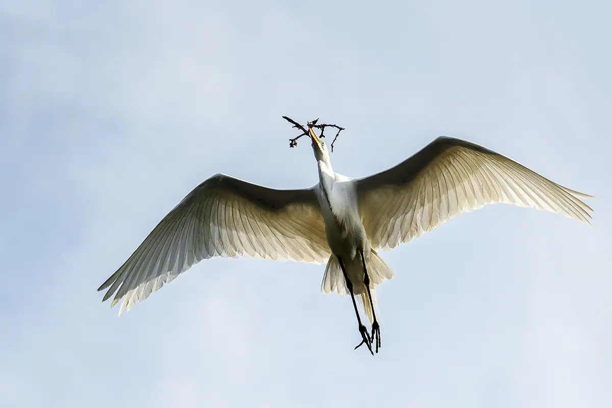 bird flying on clear blue-sky day with twig in mouth.