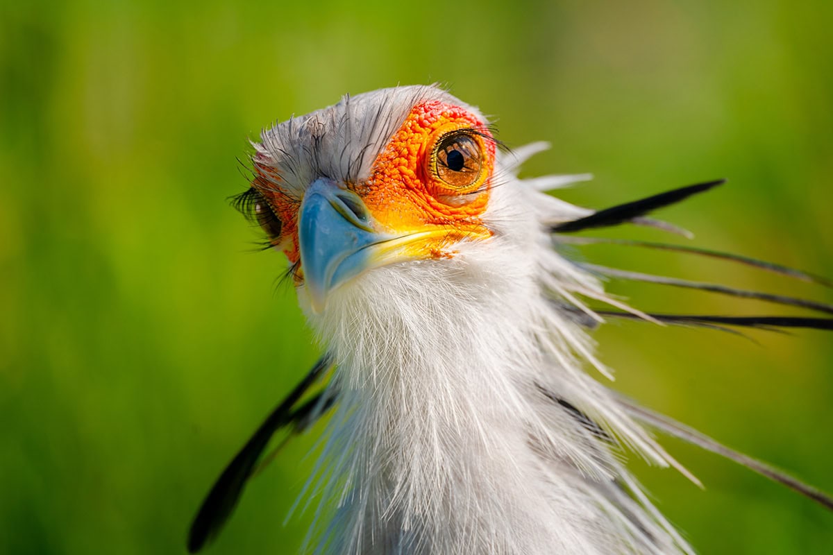 Gros plan vibrant d'un oiseau secrétaire avec une peau orange vif et de fins détails de plumes - un excellent exemple de portraits d'oiseaux avec un téléobjectif.