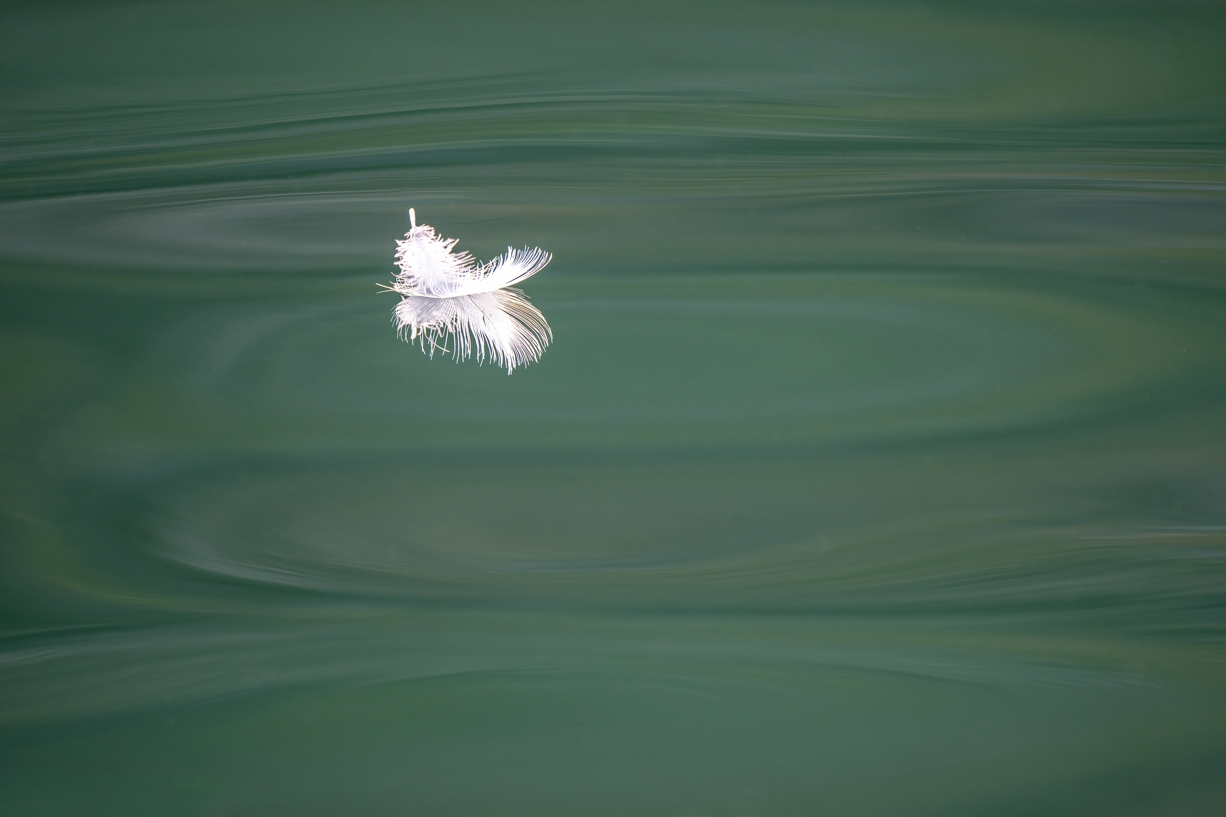 <p>Distancia focal : 500mm<br />Exposici&oacute;n : F/6.7, 1/1000 seg, ISO 800<br />C&aacute;mara : Nikon Z 9</p>