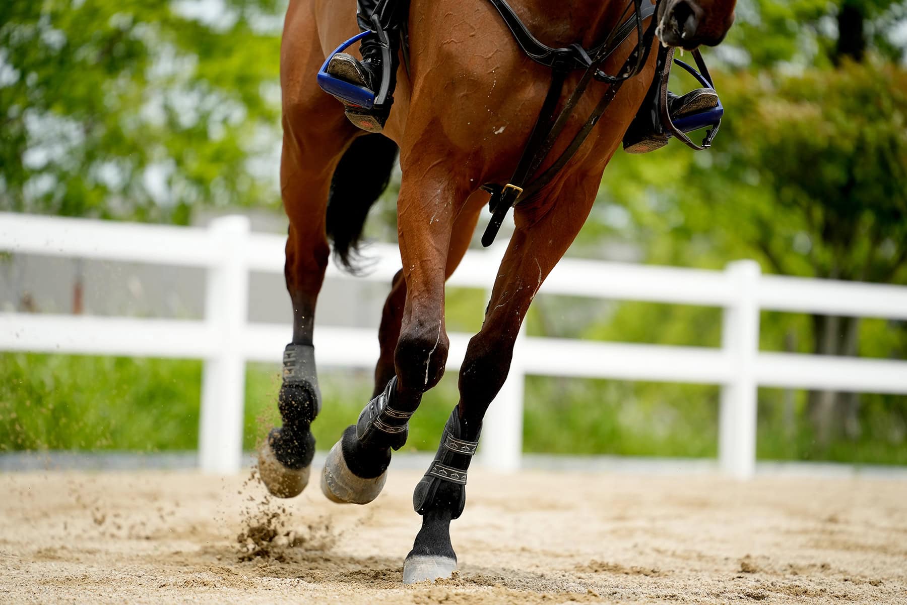 Close-up of a horse galloping in an arena, with sand kicking up&mdash;an example of equestrian action shots captured with fast lenses.
