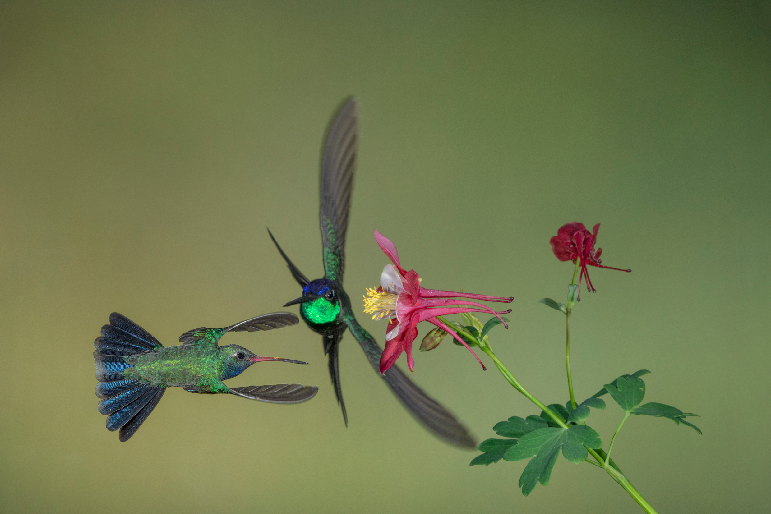 <p>Focal length : 268mm Exposure : F/25 1/160sec ISO 400</p>
