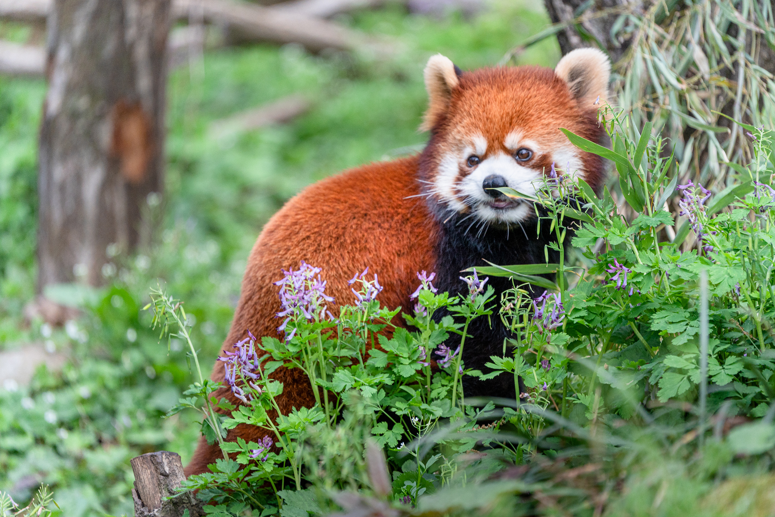 <p>Focal length : 400mm Exposure : F/6.3 1/320sec ISO 800</p>
