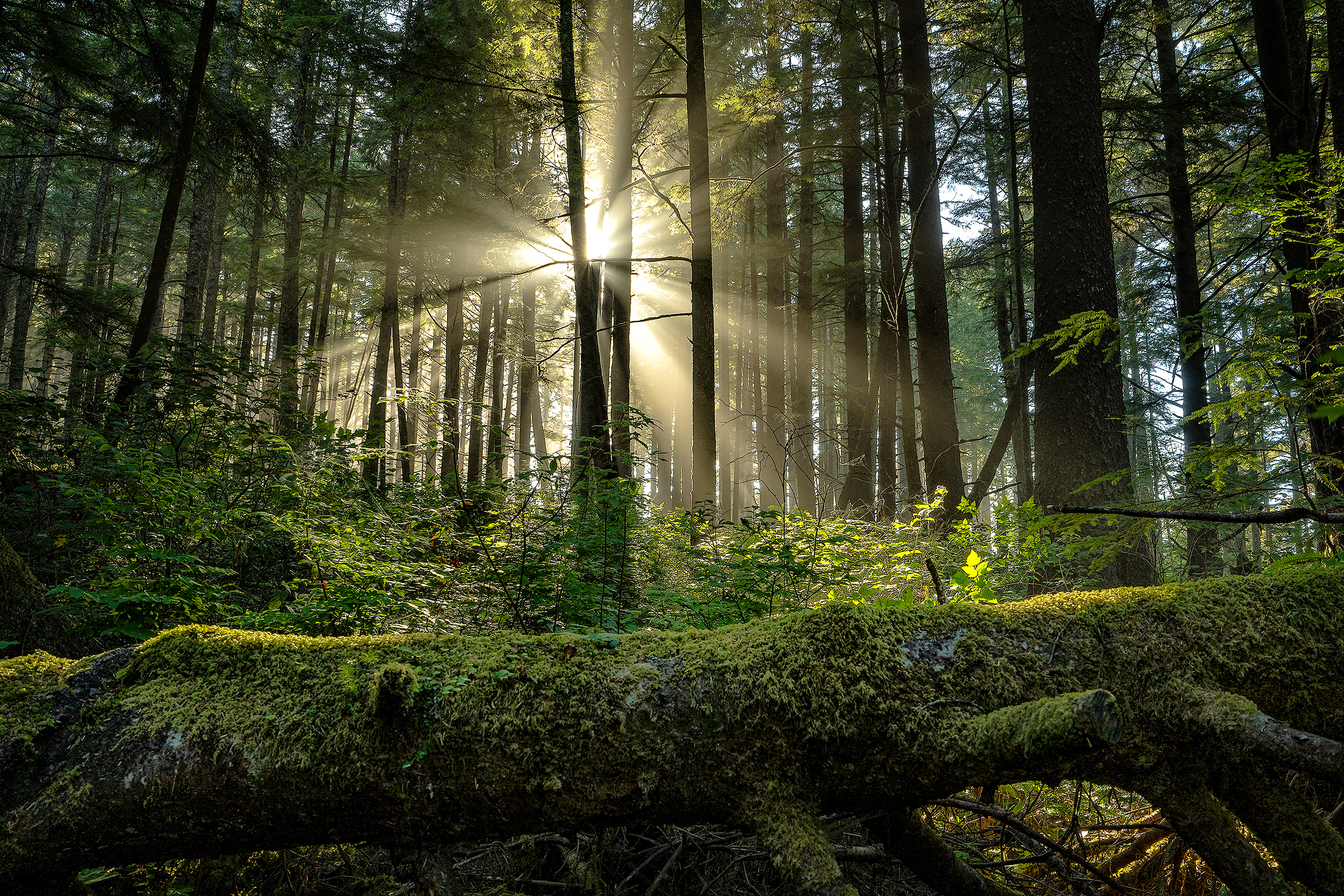  A dense forest scene with sunbeams streaming through tall trees, illuminating the lush green undergrowth and a moss-covered fallen log in the foreground. Using a lens hood helps reduce lens flare and maintain contrast, ensuring the sunlight remains well-defined without washing out the image.
