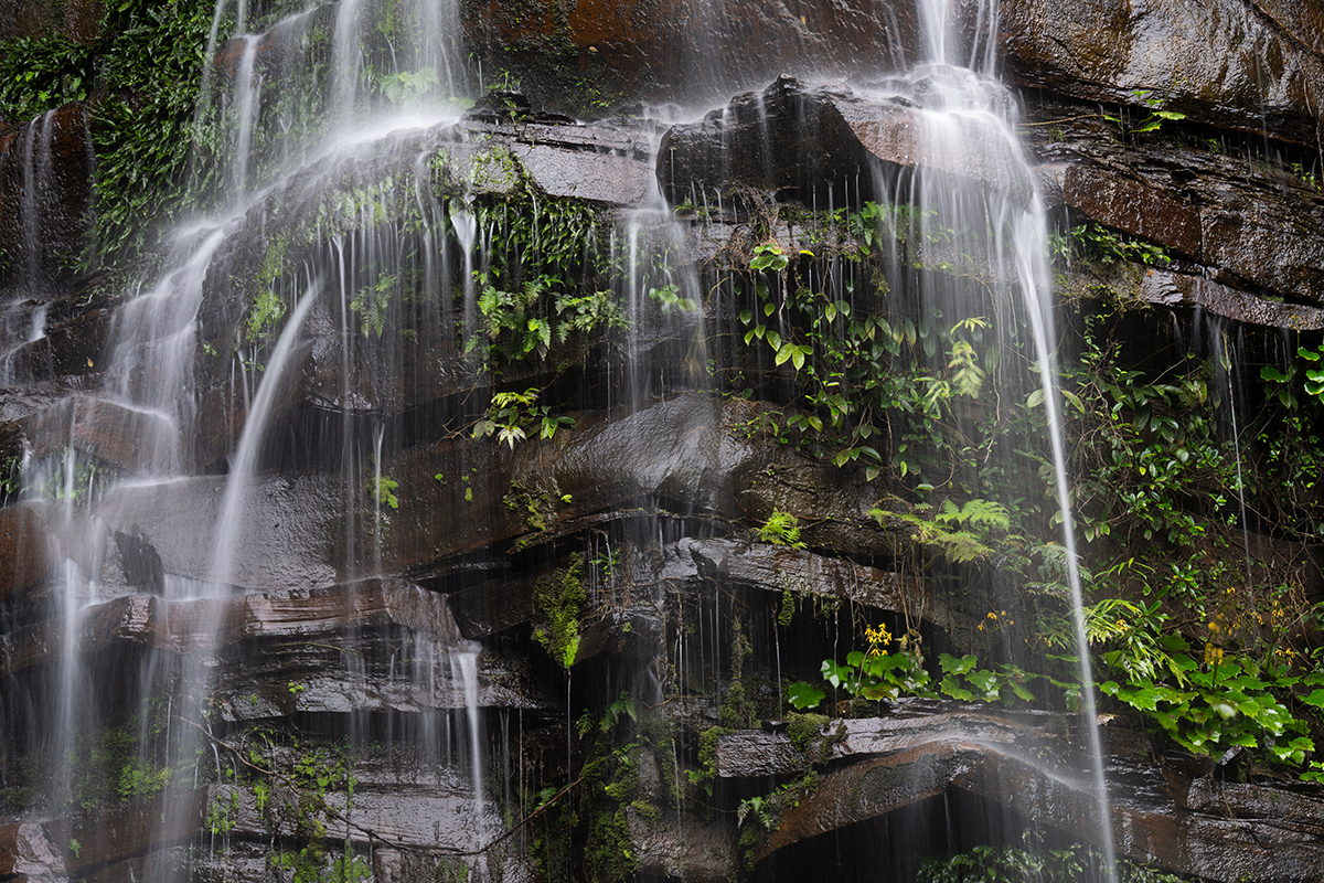 Una apacible cascada que cae sobre rocas oscuras con helechos y follaje creciendo en los huecos, mostrando las posibilidades de la fotografía de larga exposición.