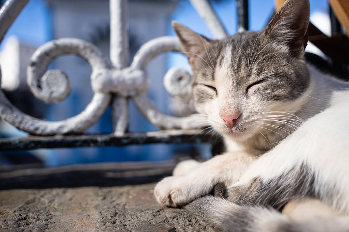 Un relajado gato callejero se echa una siesta al sol detrás de una valla de hierro forjado, capturado con los trucos de la fotografía local para resaltar los momentos cotidianos.