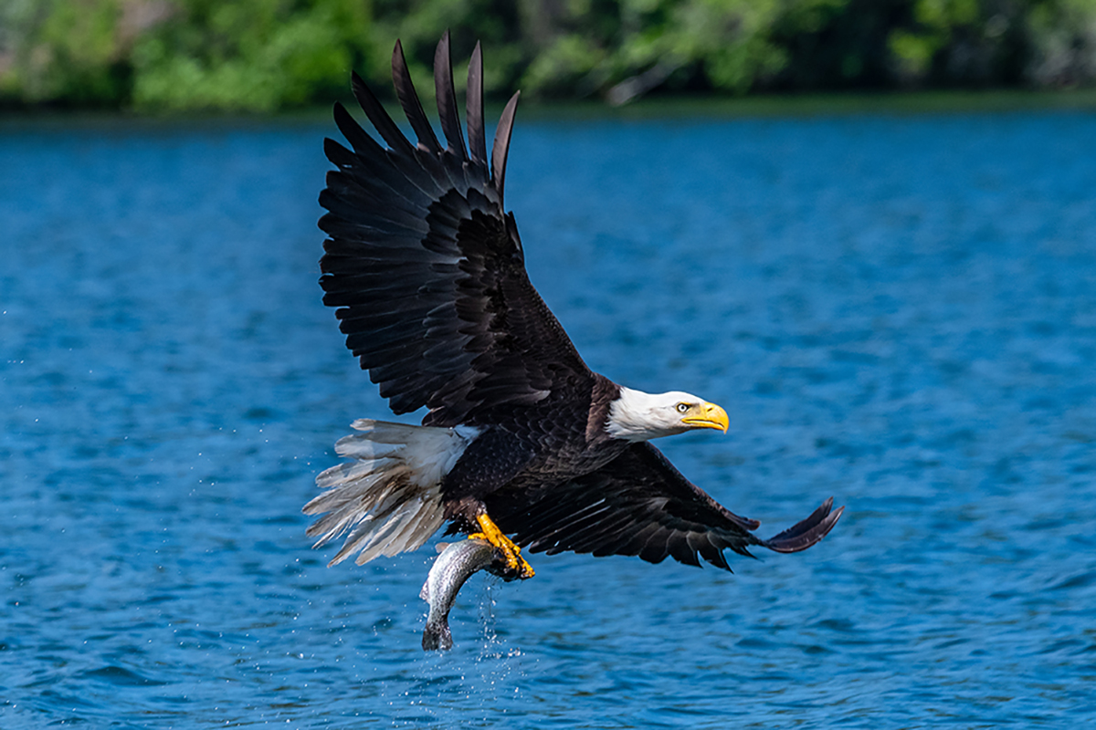 L'objectif Tamron 150-500 mm a permis de capturer un faucon en plein vol, démontrant ainsi la stabilité de l'autofocus VXD et de l'objectif VC pour la photographie d'oiseaux en vol. David Akoubian