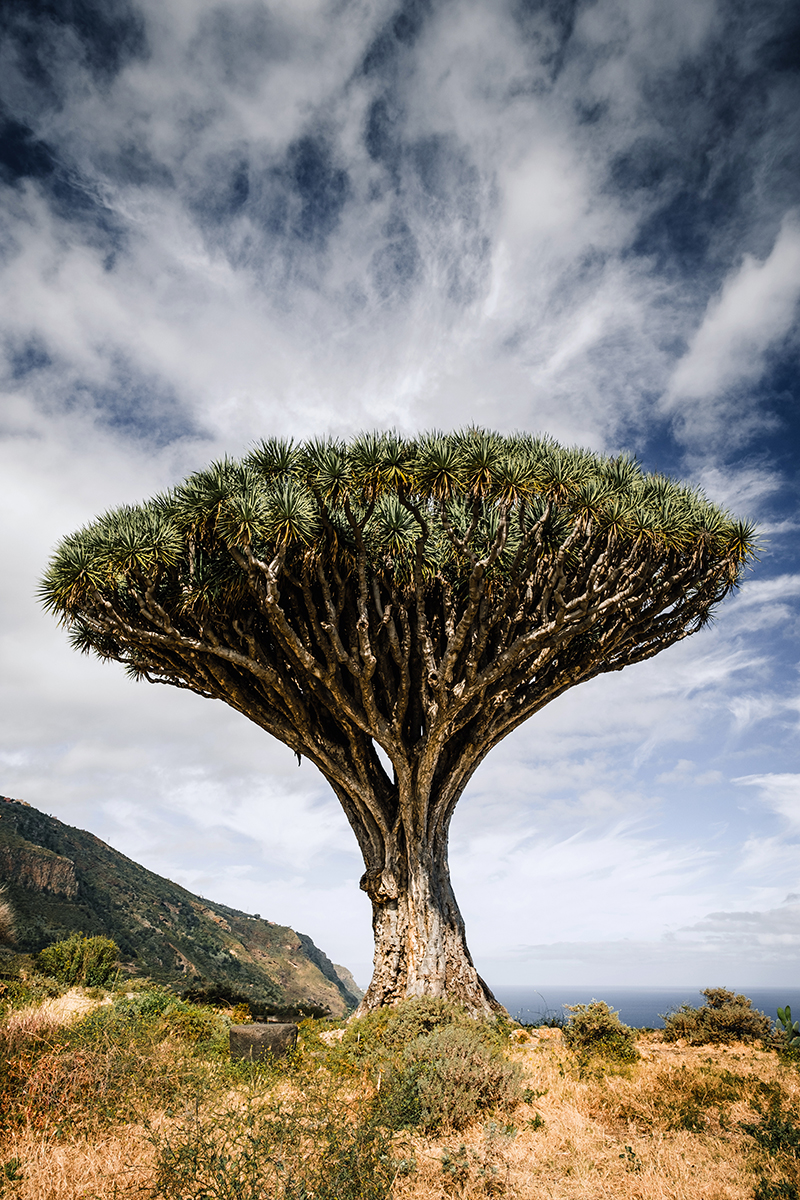 <p>Distancia focal : 15 mm<br /> Exposici&oacute;n : F/4.5, 1/400 seg, ISO 125</p>