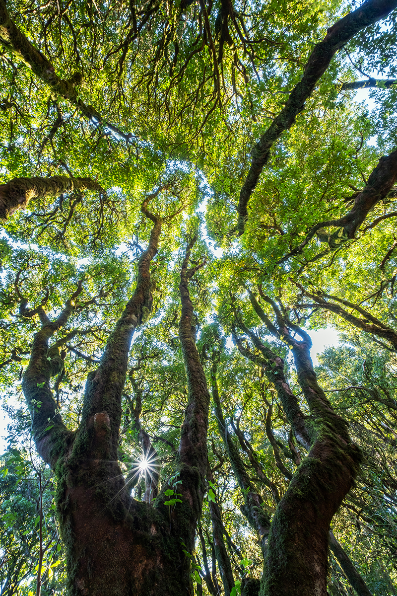 <p>Distancia focal : 11mm<br /> Exposici&oacute;n : F/10, 1/8 seg, ISO 250</p>