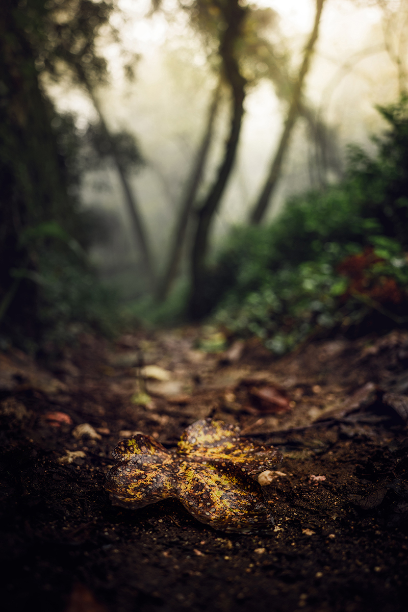 <p>Dist&acirc;ncia focal: 20 mm Exposi&ccedil;&atilde;o: F/2,8 1/15sec ISO 200</p>