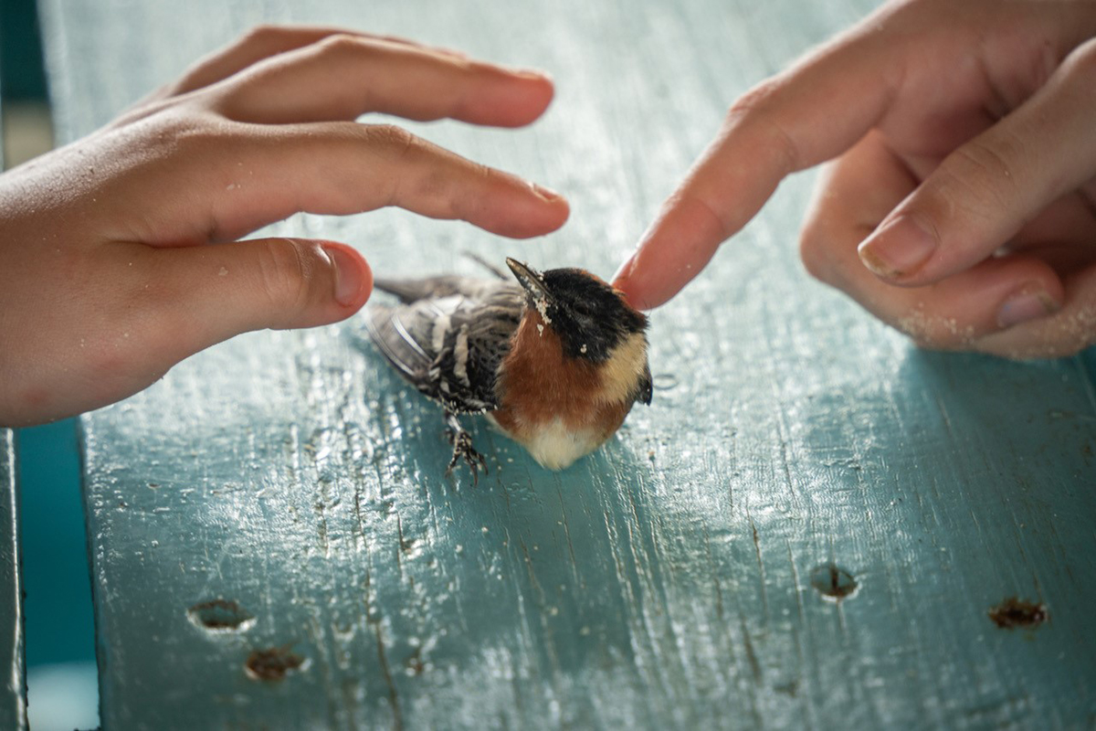Primer plano de unas suaves manos que se acercan a un pájaro herido sobre una mesa turquesa, mostrando cómo contar una historia con la fotografía a través de la compasión y el detalle. ©Andre Costantini