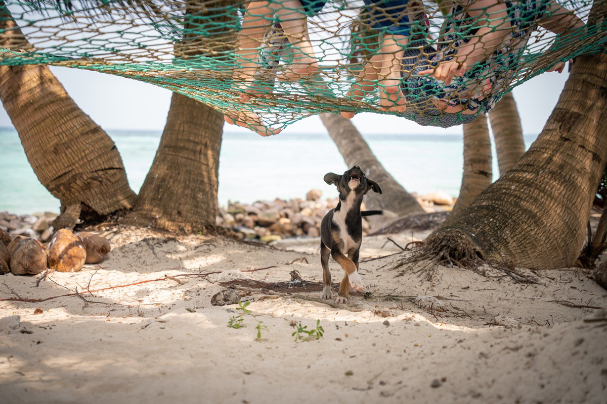 Un cachorro ladra a unos niños que descansan en una hamaca colgada entre palmeras en una playa de arena, con el océano y los cocos de fondo. ©Andre Costantini