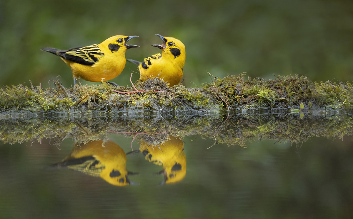 Dois pássaros amarelos vibrantes se enfrentam em um poleiro coberto de musgo sobre a água parada, mostrando o comportamento dos pássaros.