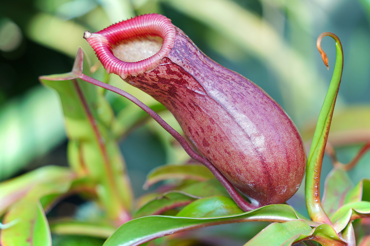 <p>Distancia focal : 200mm Exposici&oacute;n : F/5.6 1/30seg ISO 100</p>