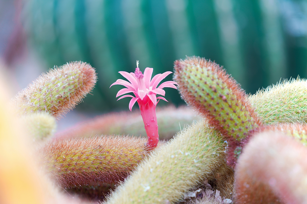 <p>Distancia focal : 200mm Exposici&oacute;n : F/5.6 1/15seg ISO 100</p>