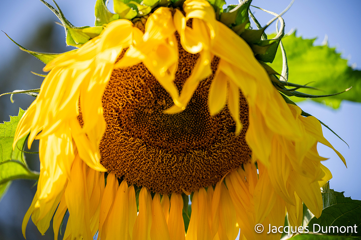 <p>Focal length : 150mm Exposure : F/2.8, 1/2500 sec, ISO 320<br />
Camera : Nikon Z 8</p>
