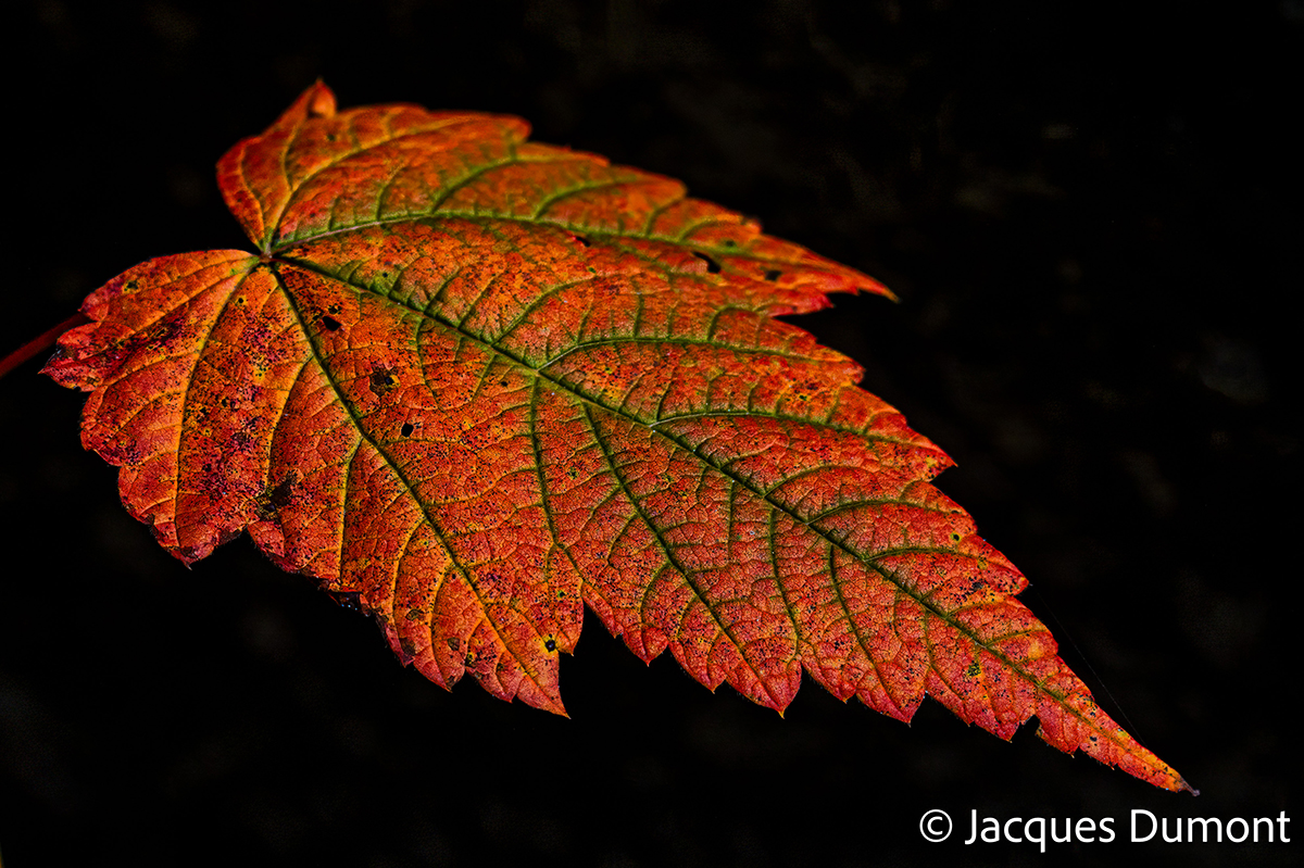 <p>Focal length : 150mm Exposure : F/5.6, 1/5000 sec, ISO 100<br />
Camera : Nikon Z 8</p>
