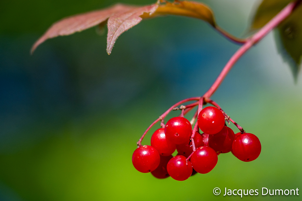 <p>Focal length : 150mm Exposure : F/2.8, 1/4000 sec, ISO 100<br />
Camera : Nikon Z 8</p>

