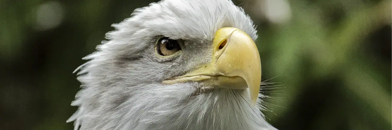 Close-up portrait of an eagle captured with a telephoto lens using image stabilization.