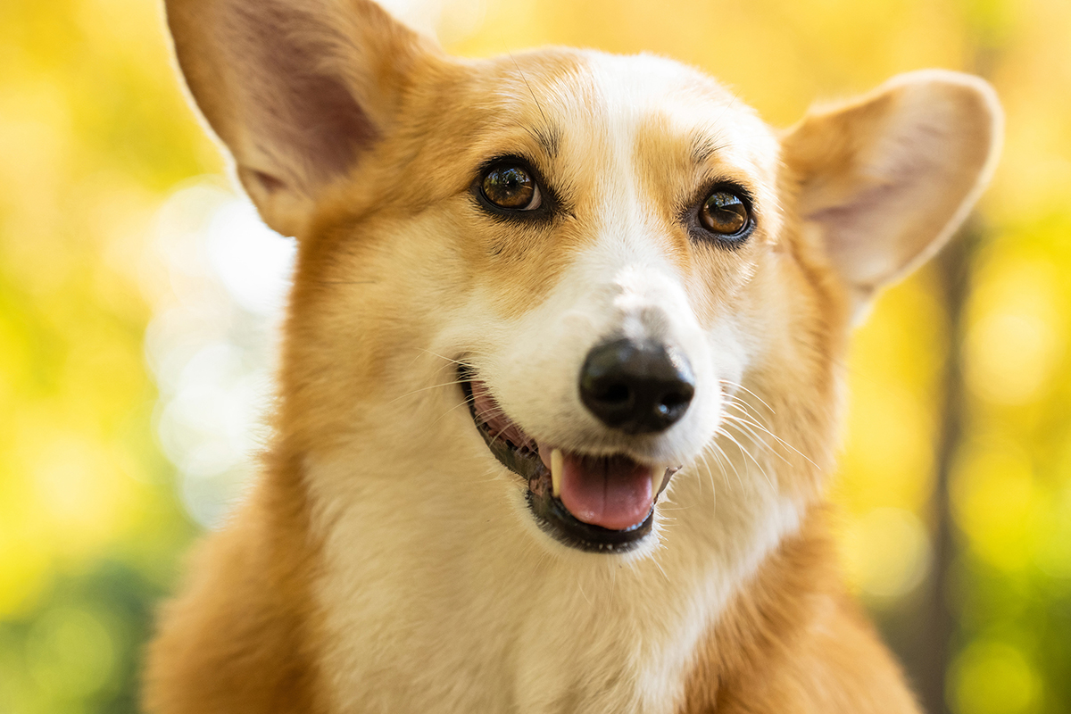 Retrato de Corgi demonstrando como criar bokeh com um fundo suave e desfocado que faz com que o tema se destaque nitidamente.