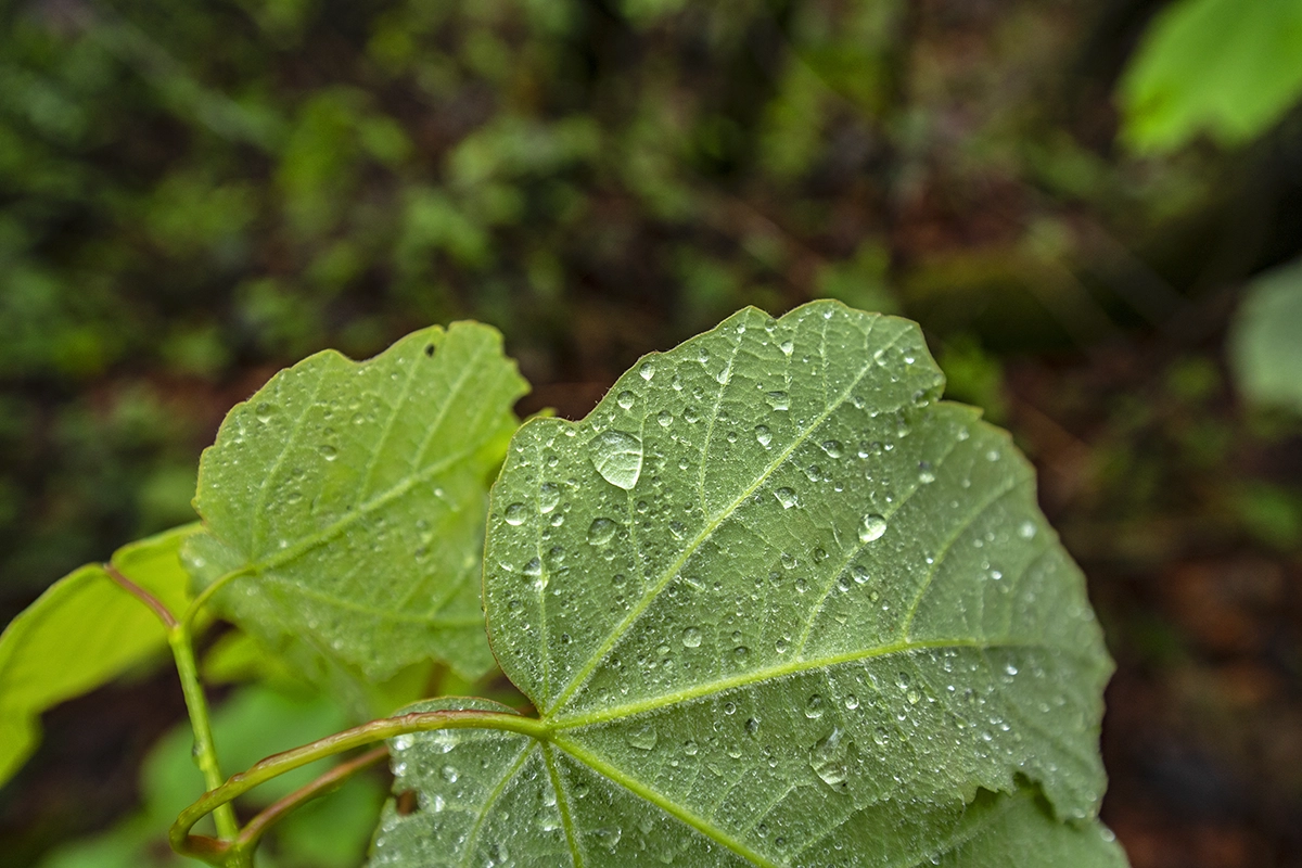 Close-up of rain-kissed green leaves captured using a circular polarizer filter to reduce glare and enhance texture&mdash;highlighting how to use a circular polarizer for rich, natural color in nature photography.