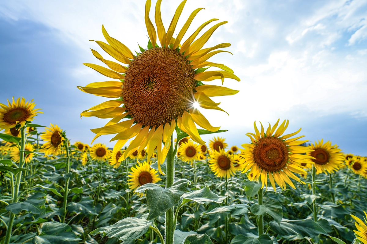 Field of vibrant sunflowers captured with a circular polarizer filter, highlighting reduced glare and intensified yellow tones&mdash;demonstrating how to use a circular polarizer to enhance color and contrast in bright sunlight.