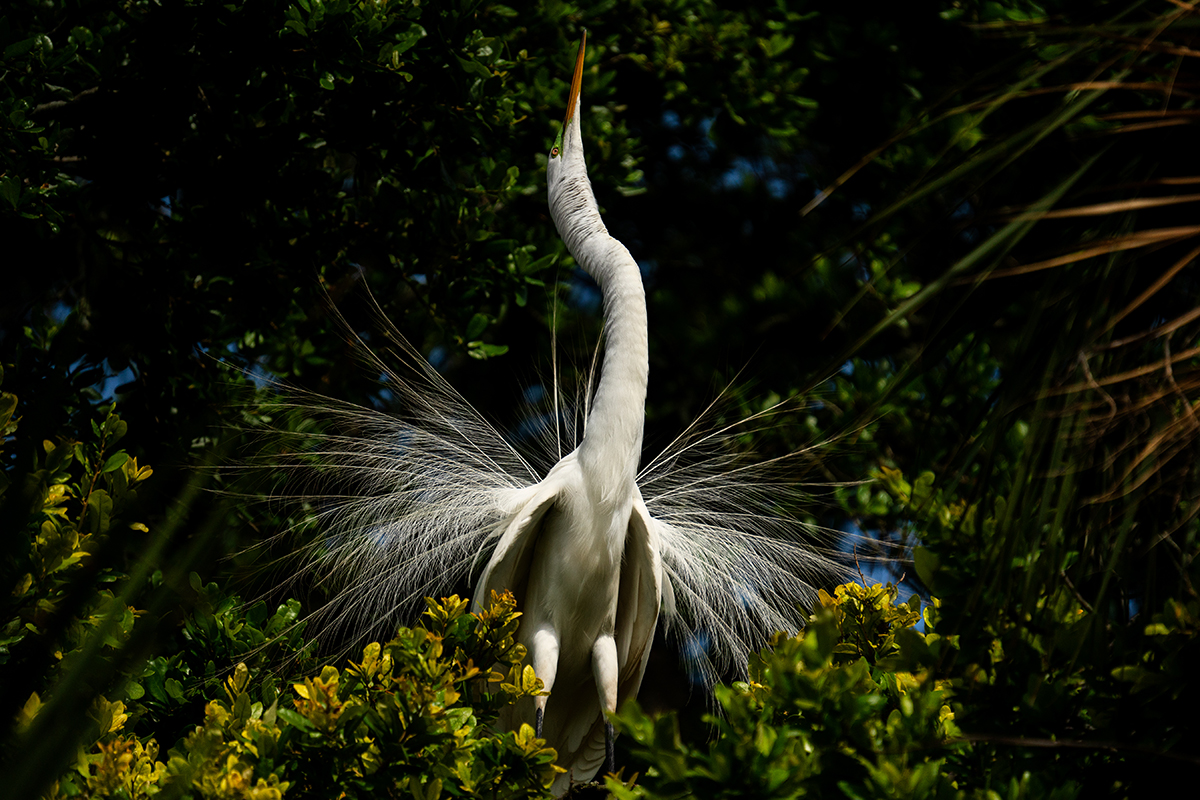Une aigrette blanche déployant ses plumes en plein mouvement parmi un feuillage vert, capturée avec une technique experte pour photographier les oiseaux en vol. Ken Hubbard