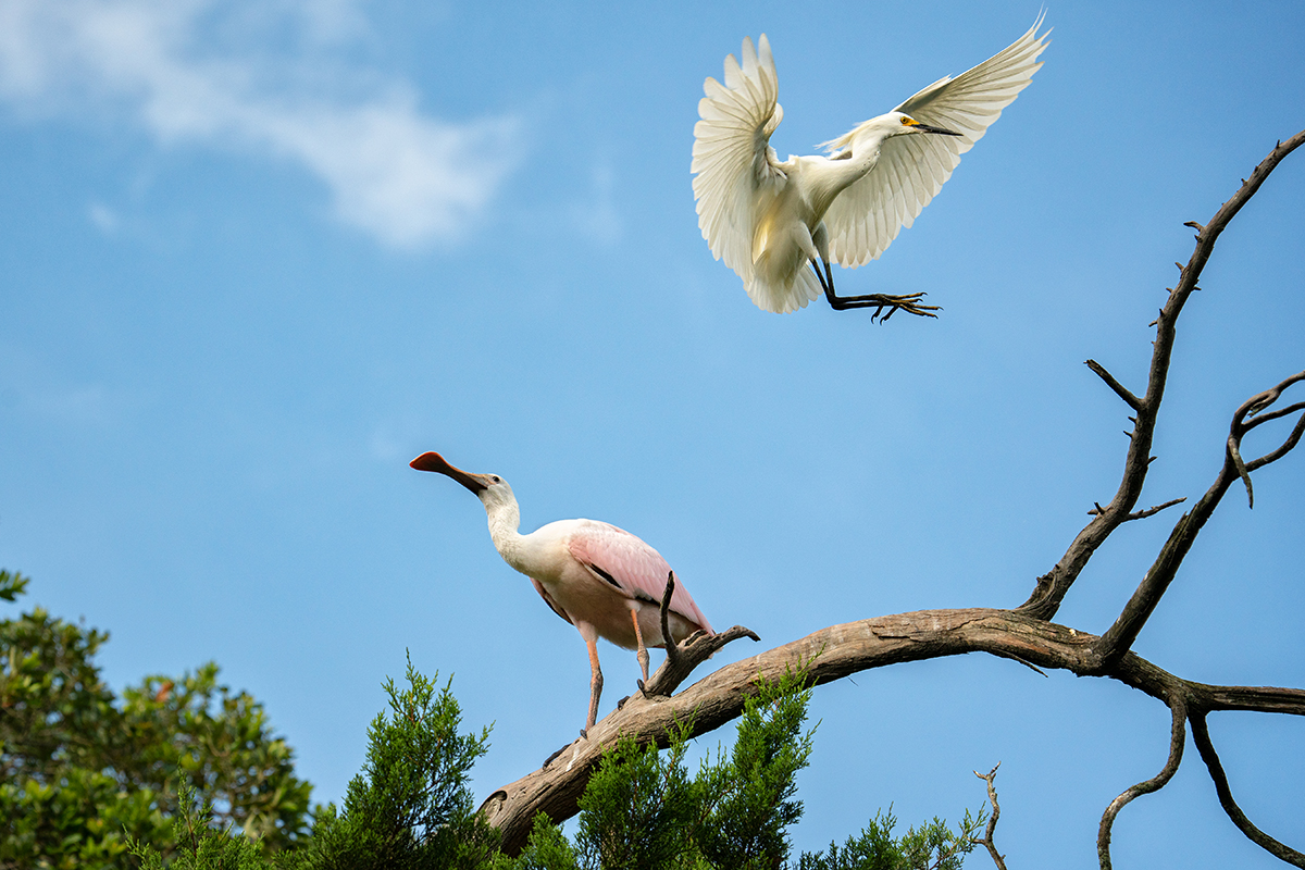 Une aigrette neigeuse descend vers une spatule de Dougall perchée sur une branche d'arbre, capturée en plein mouvement alors que l'on photographiait des oiseaux en vol sur fond de ciel bleu. Ken Hubbard