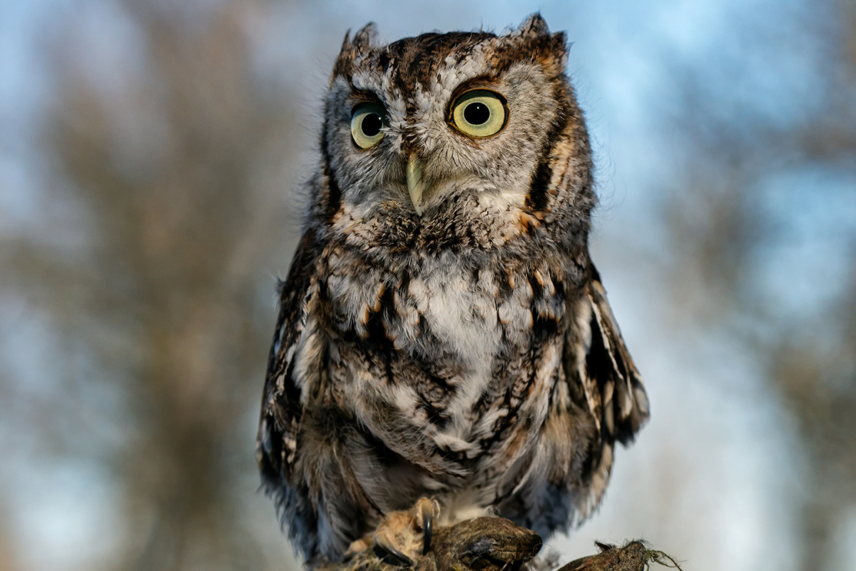 A close-up of a small owl perched on a branch, its wide yellow eyes alert and feathers detailed in natural brown, white, and gray tones, set against a soft, blurred background of trees.