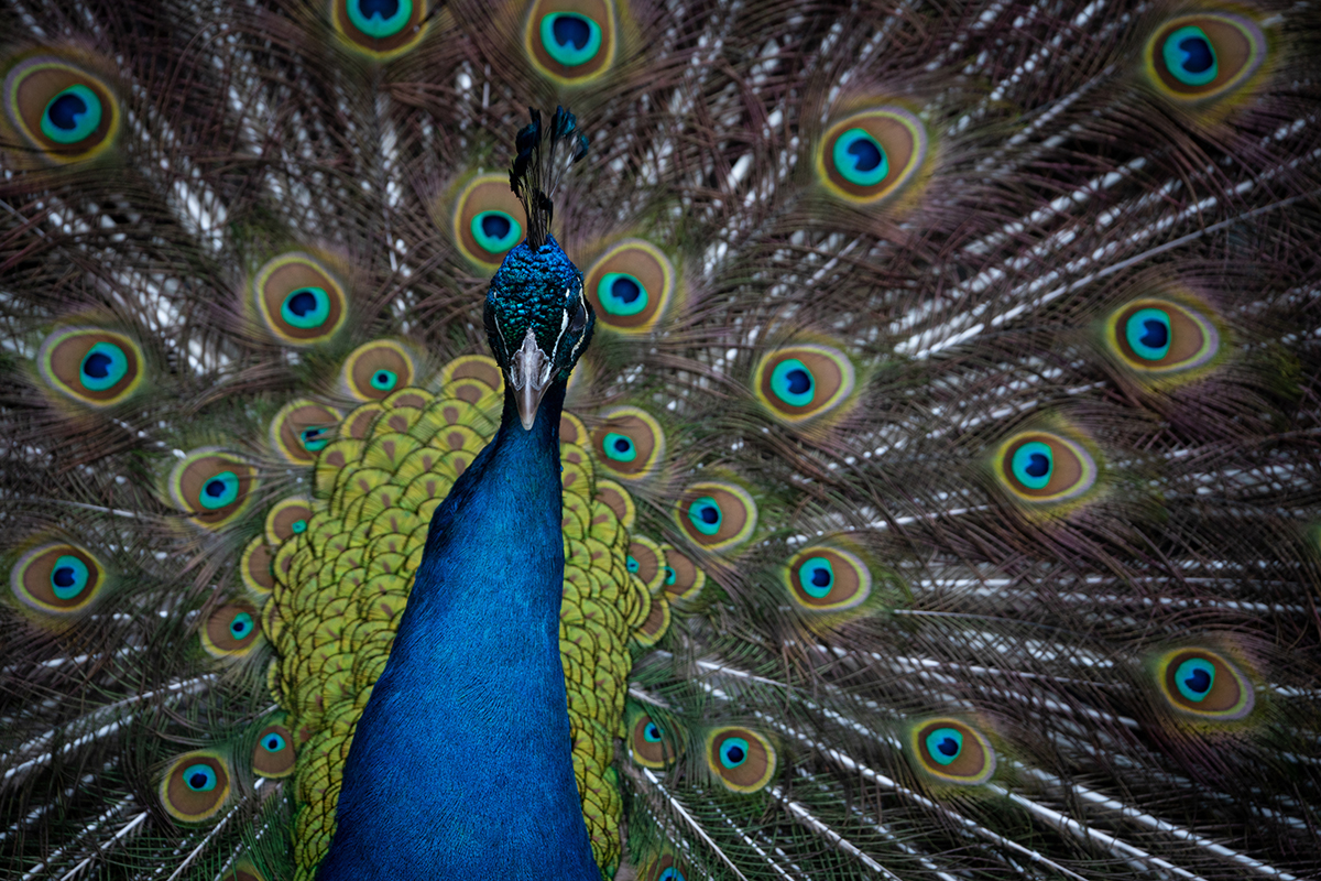 A vibrant peacock displays its fully fanned tail feathers, showcasing intricate patterns of iridescent blue, green, and gold with striking eye-like markings.