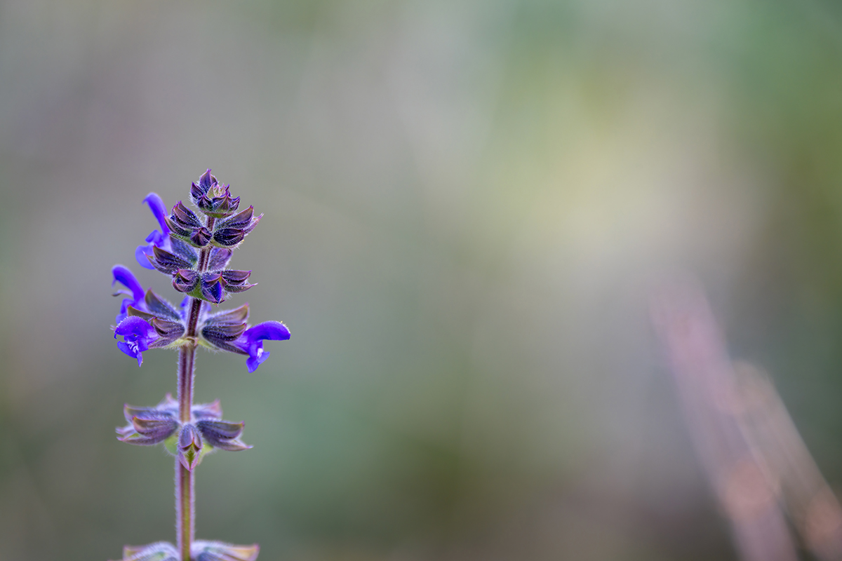 <p>Distancia focal : 500mm<br /> Exposici&oacute;n : F/6.7, 1/50 seg, ISO 160<br /> C&aacute;mara : Nikon Z 9</p>