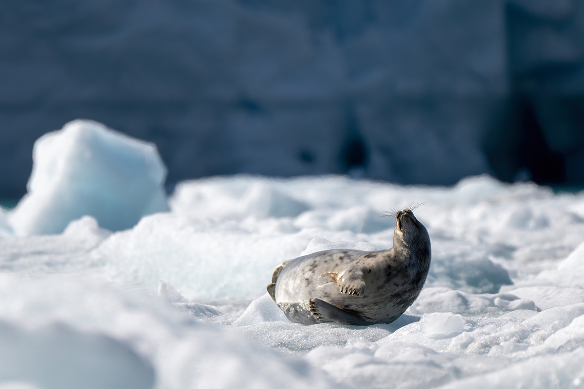 <p>Distancia focal : 500mm<br /> Exposici&oacute;n : F/6.7, 1/4000 seg, ISO 500<br /> C&aacute;mara : Nikon Z 9</p>