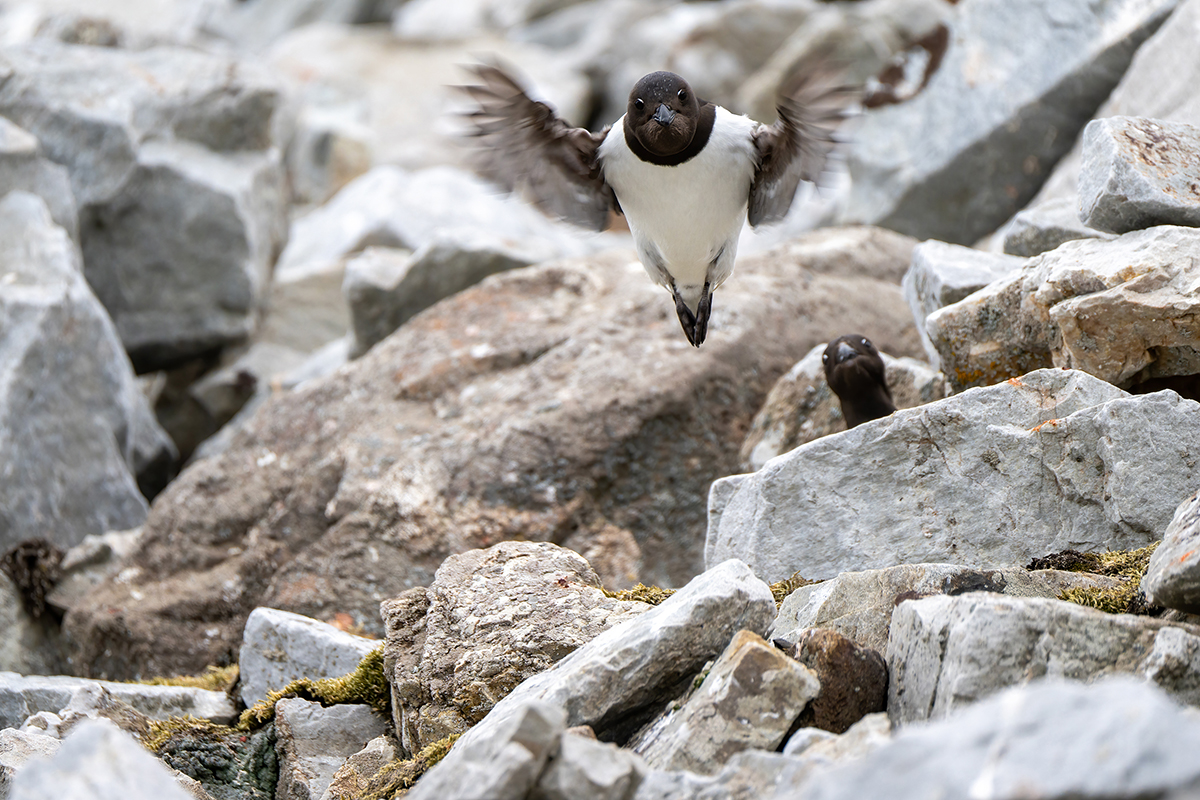 <p>Distancia focal : 500mm<br /> Exposici&oacute;n : F/6.7, 1/640 seg, ISO 1250<br /> C&aacute;mara : Nikon Z 9</p>