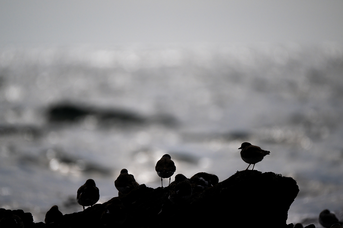 <p>Distancia focal : 500mm<br /> Exposici&oacute;n : F/6.7, 1/20000 seg, ISO 800<br /> C&aacute;mara : Nikon Z 9</p>