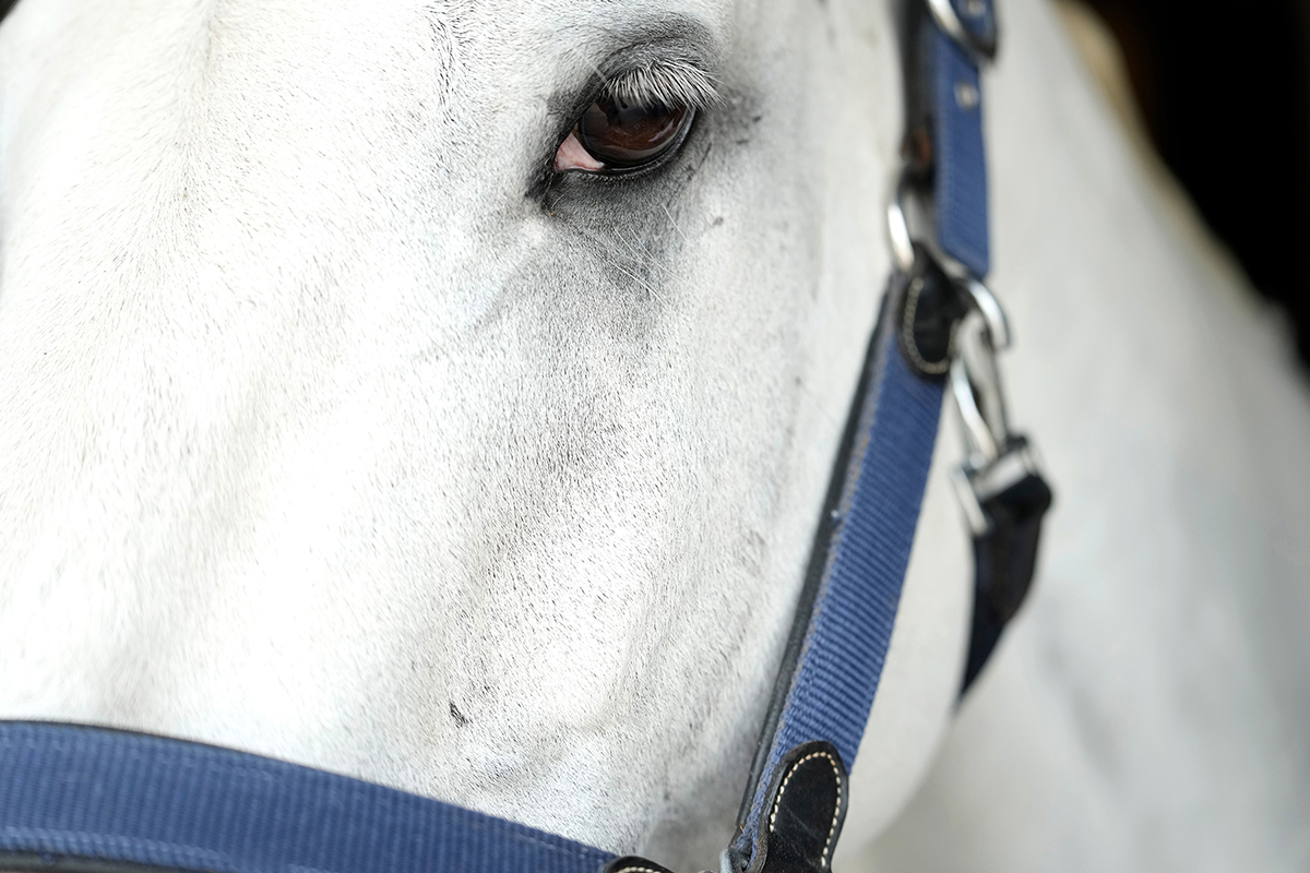 Tamron 70-180mm F/2.8 Di III VC VXD G2 (Model A065)