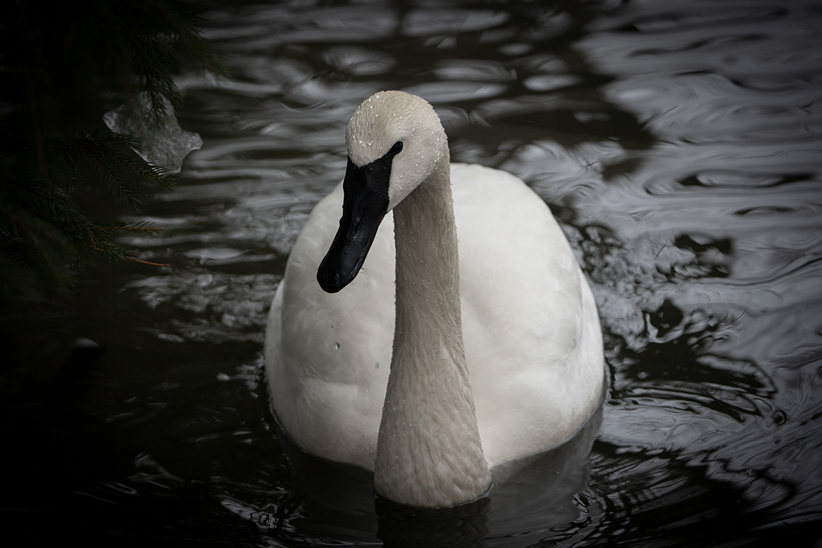 <p>Distancia focal : 266mm Exposici&oacute;n : F/6.3 1/320seg ISO 800</p>