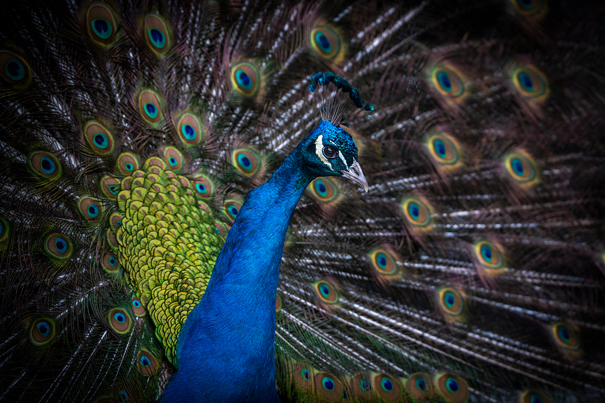 <p>Distancia focal : 292mm Exposici&oacute;n : F/6.3 1/250seg ISO 800</p>