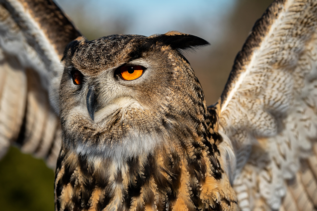 <p>Longitud focal : 155mm Exposici&oacute;n : F/6.3 1/2500seg ISO 800</p>