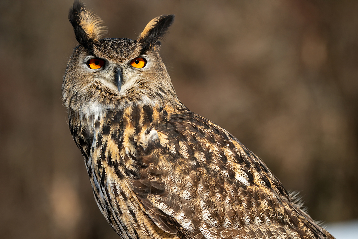 <p>Distancia focal : 242mm Exposici&oacute;n : F/6.3 1/2500seg ISO 800</p>