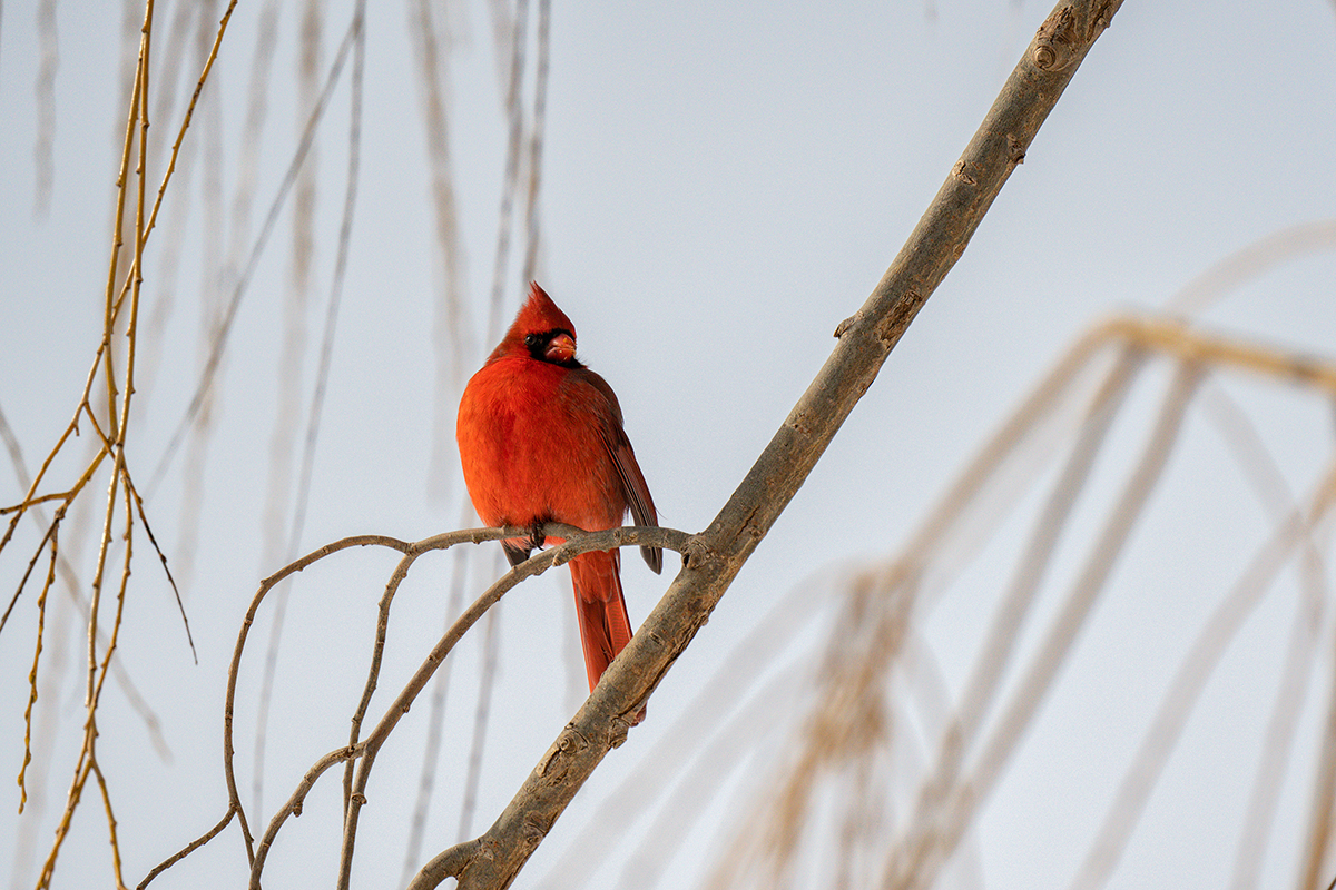 <p>Distancia focal : 500mm Exposici&oacute;n : F/6.7 1/3200seg ISO 800</p>