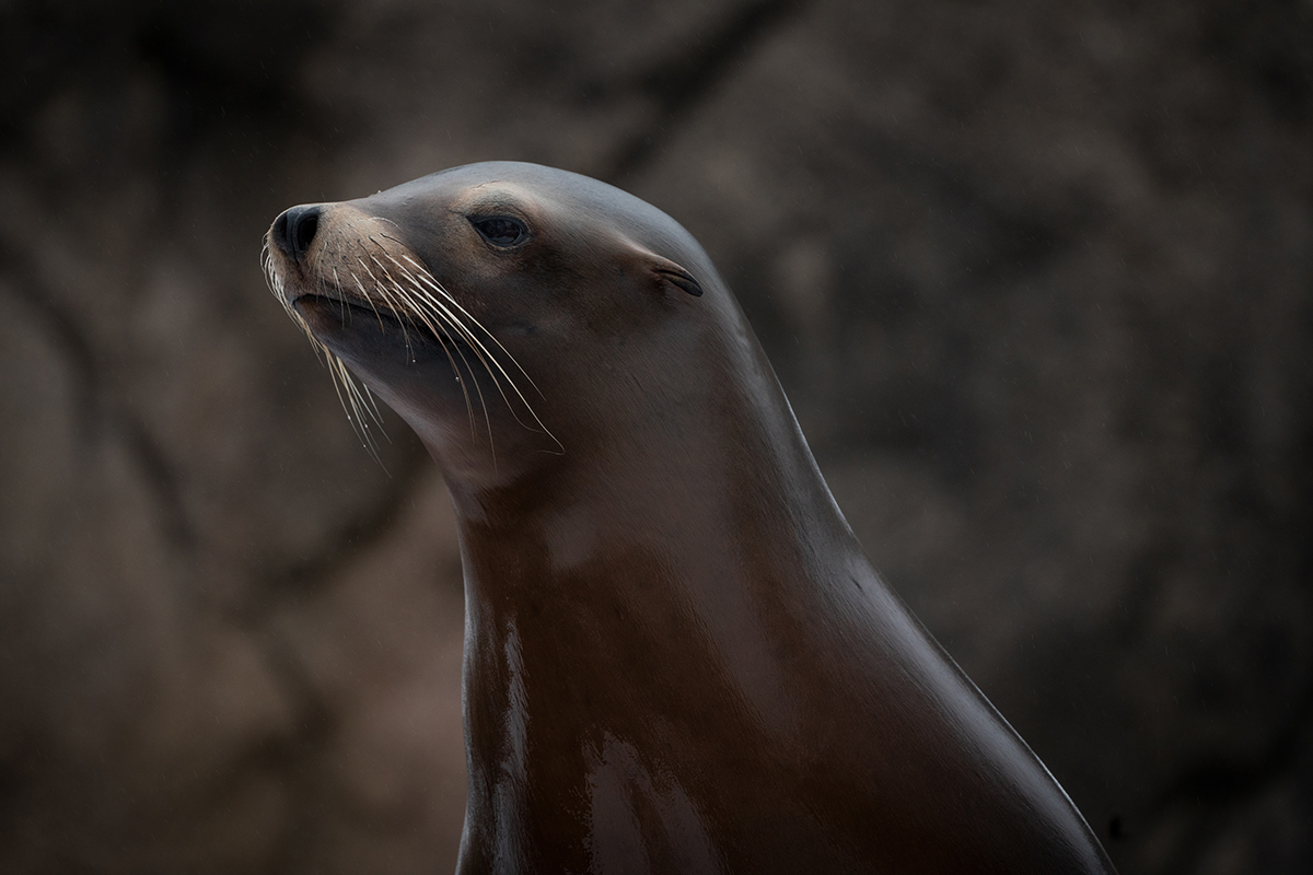 <p>Distancia focal : 500mm Exposici&oacute;n : F/8.0 1/250seg ISO 800</p>