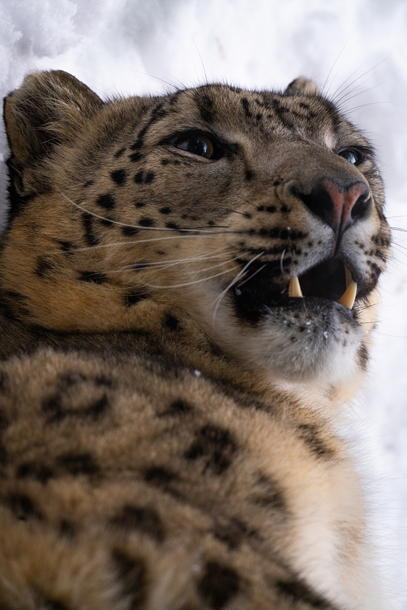 <p>Distancia focal : 500mm Exposici&oacute;n : F/6.7 1/400seg ISO 1600</p>