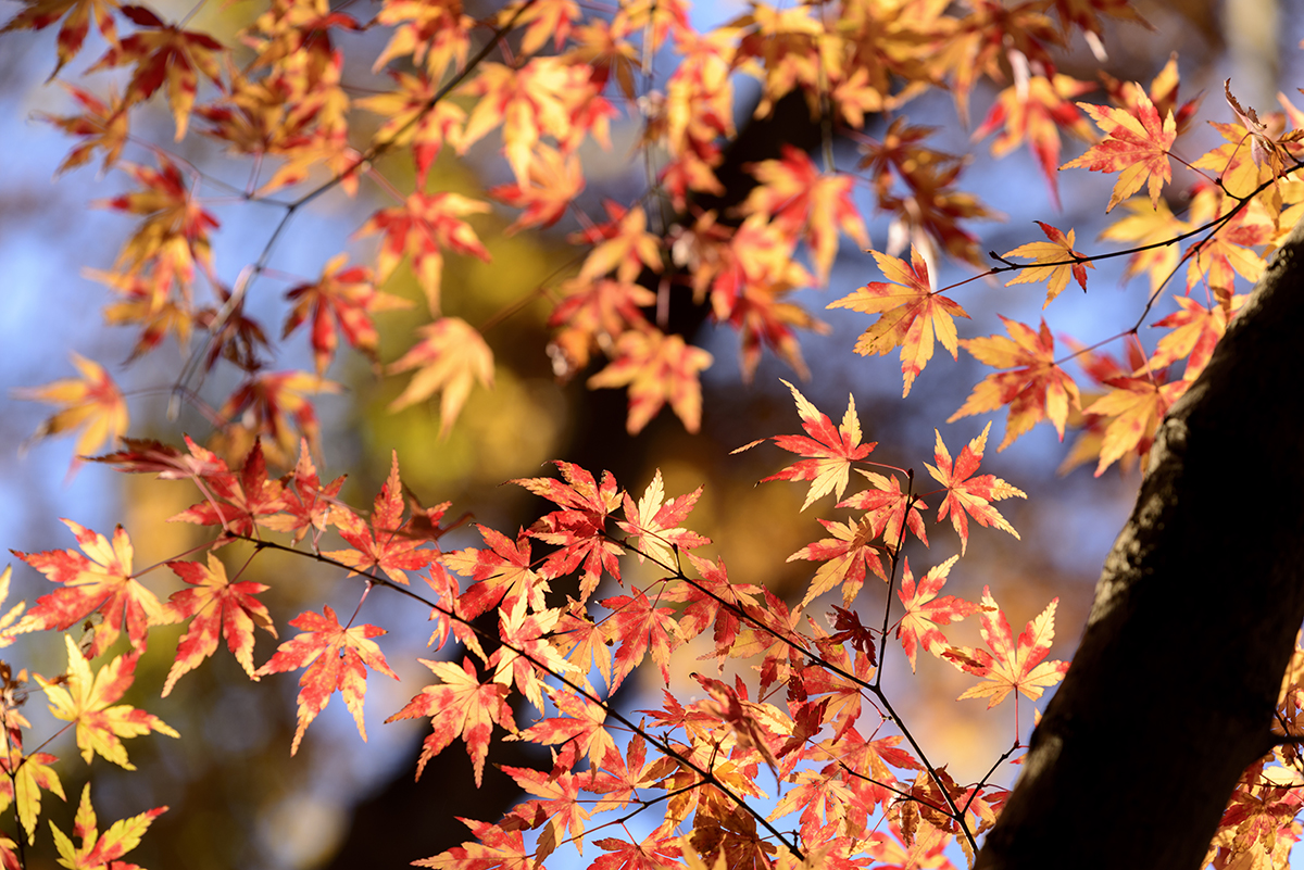 Close-up of red and yellow maple leaves against a soft blue sky, demonstrating how to photograph fall colors in vibrant natural light.